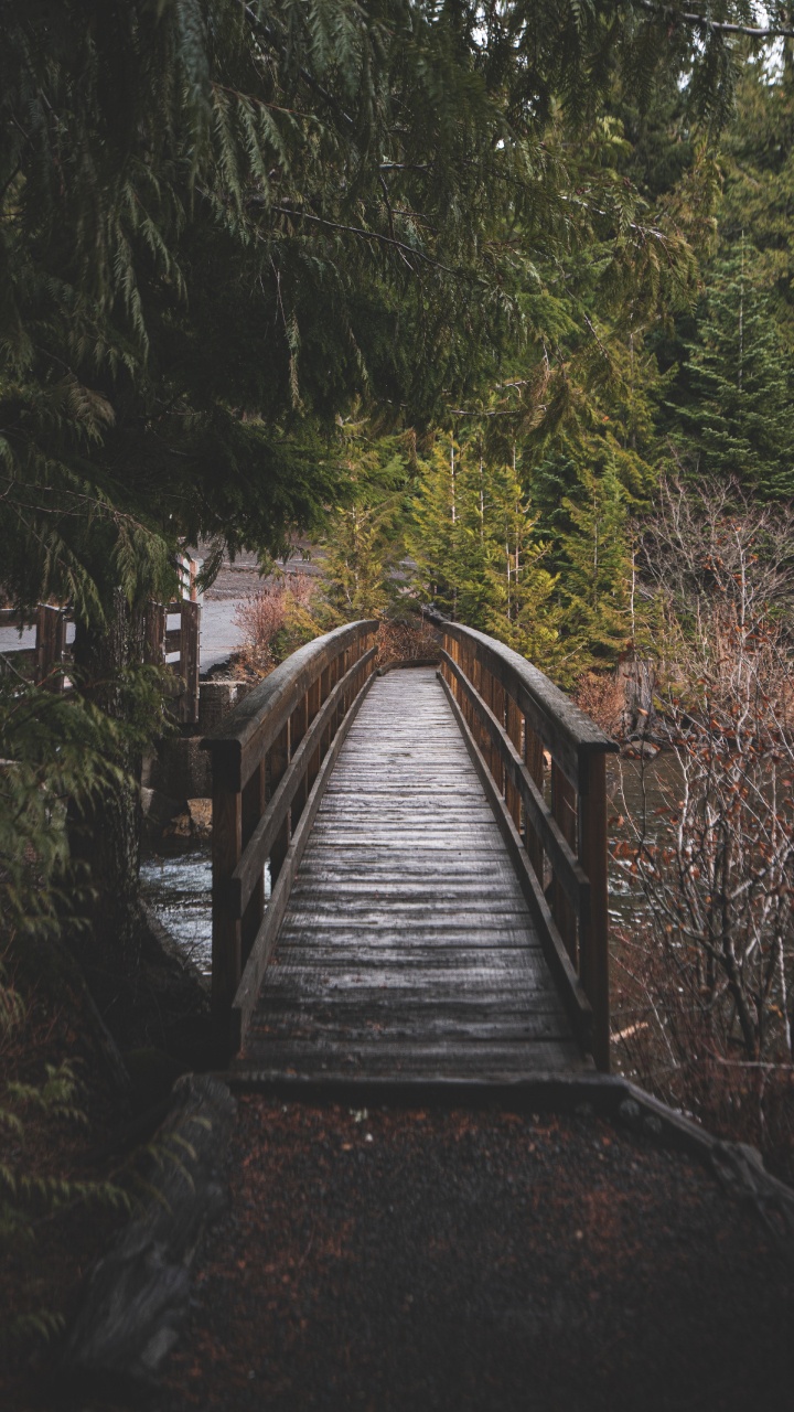 Trillium Lake, Tree, Runway, Wood, Natural Landscape. Wallpaper in 720x1280 Resolution