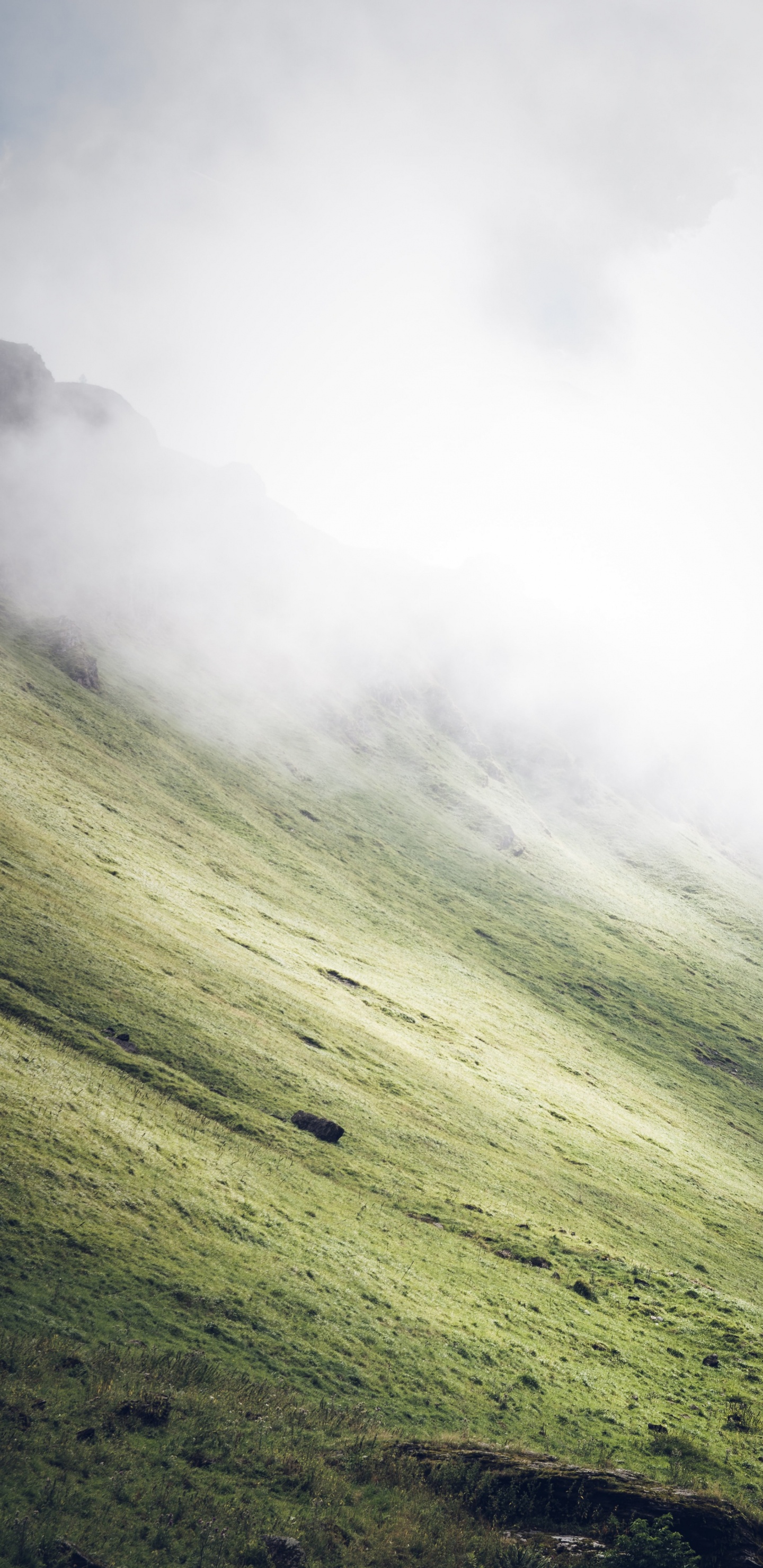 Plant, Natural Landscape, Fog, Slope, Terrain. Wallpaper in 1440x2960 Resolution