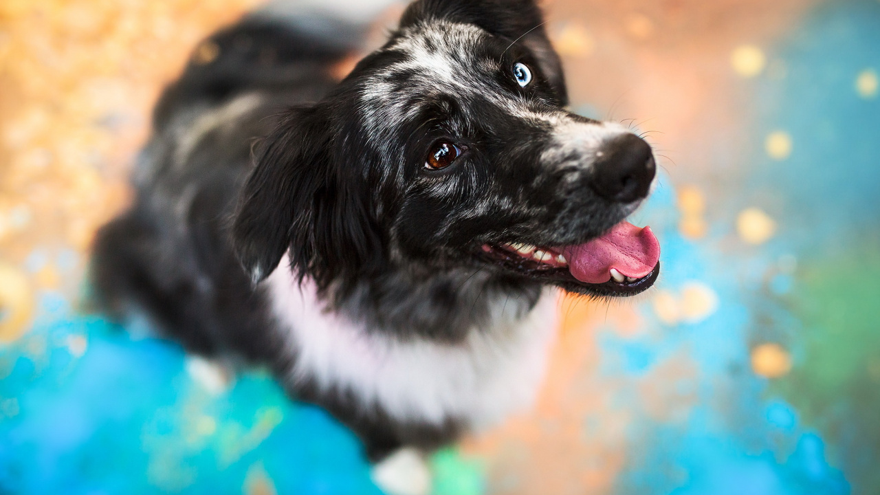 Stabyhoun, Dog Breed, Newfoundland, Puppy, Snout. Wallpaper in 1280x720 Resolution