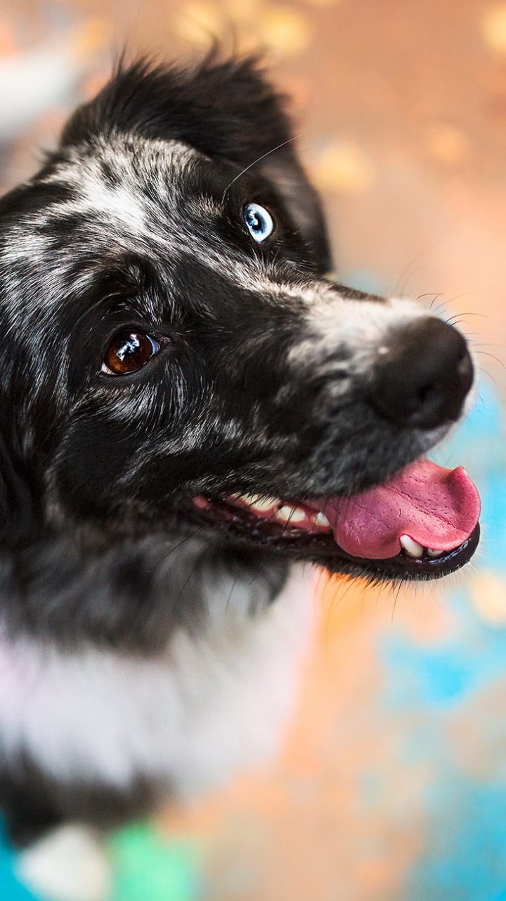 Stabyhoun, Dog Breed, Newfoundland, Puppy, Snout. Wallpaper in 720x1280 Resolution
