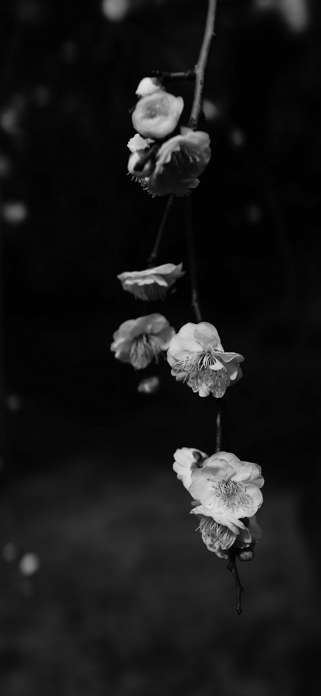 Photo en Niveaux de Gris D'une Fleur Blanche. Wallpaper in 1125x2436 Resolution