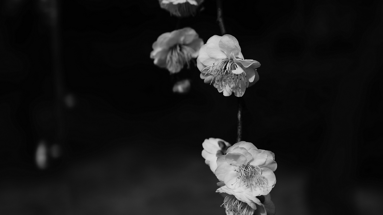 Photo en Niveaux de Gris D'une Fleur Blanche. Wallpaper in 1280x720 Resolution