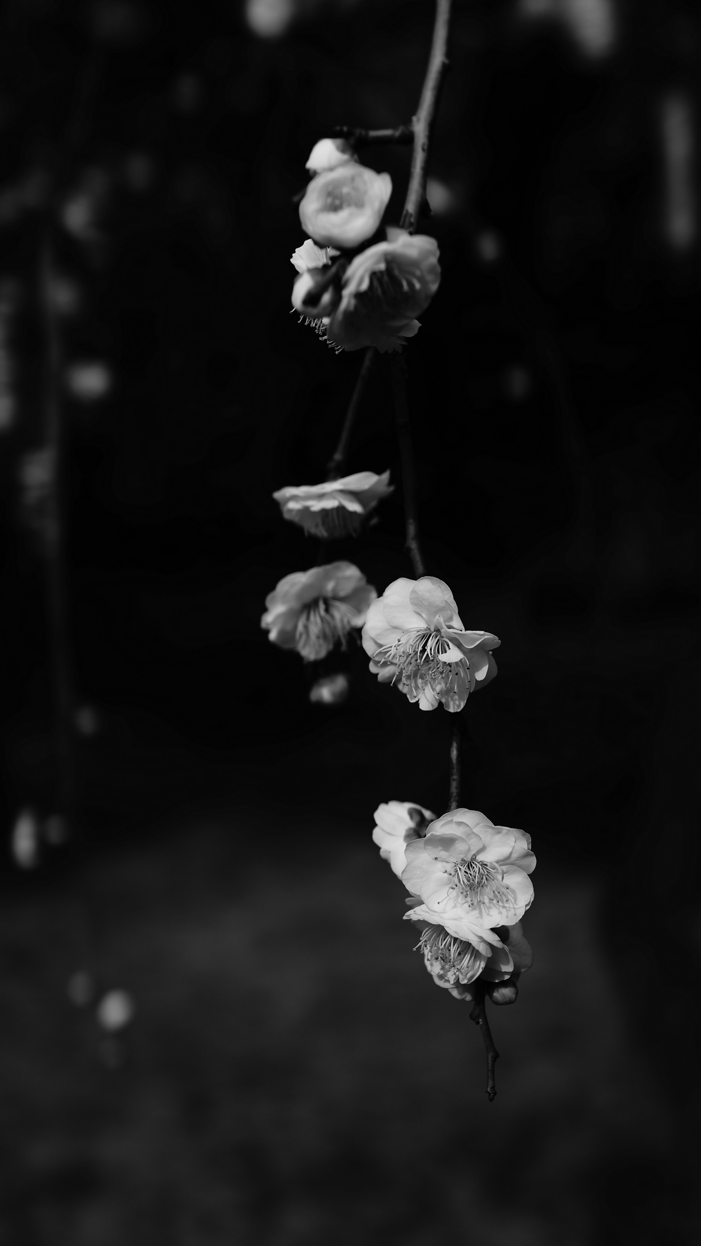 Grayscale Photo of White Flower. Wallpaper in 1440x2560 Resolution