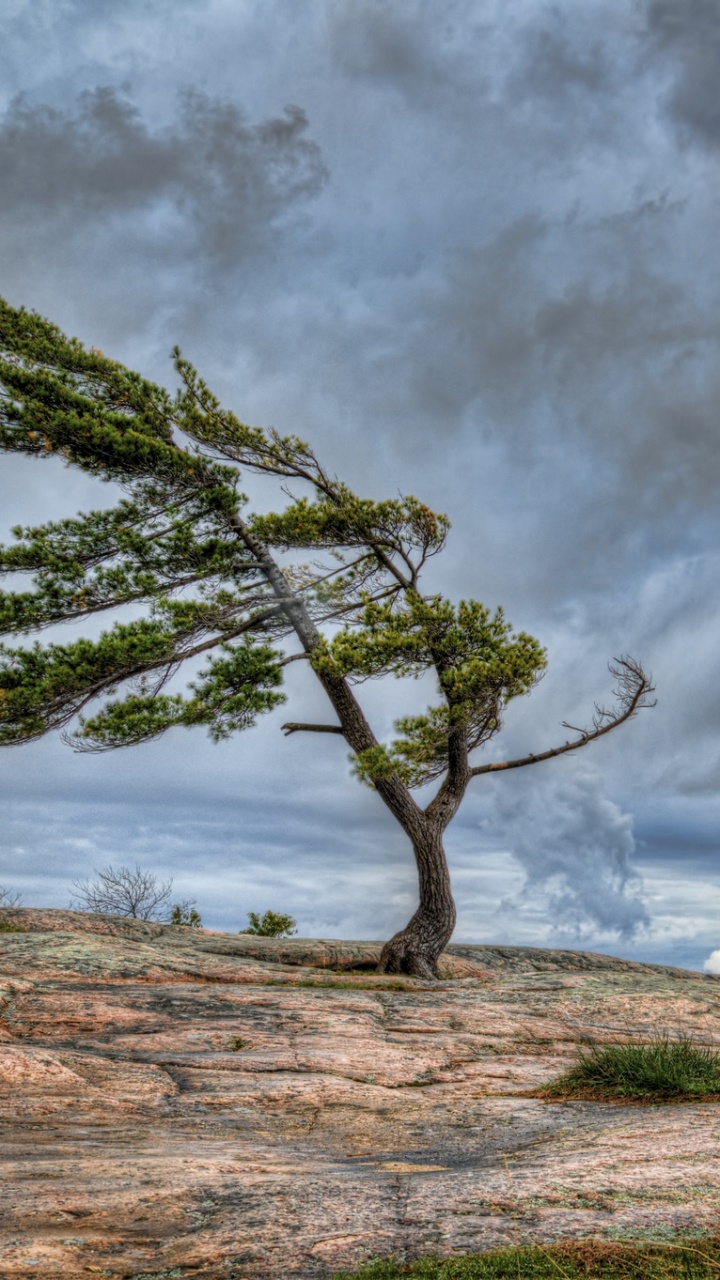 Árbol Sin Hojas en Campo Marrón Bajo Nubes Grises. Wallpaper in 720x1280 Resolution