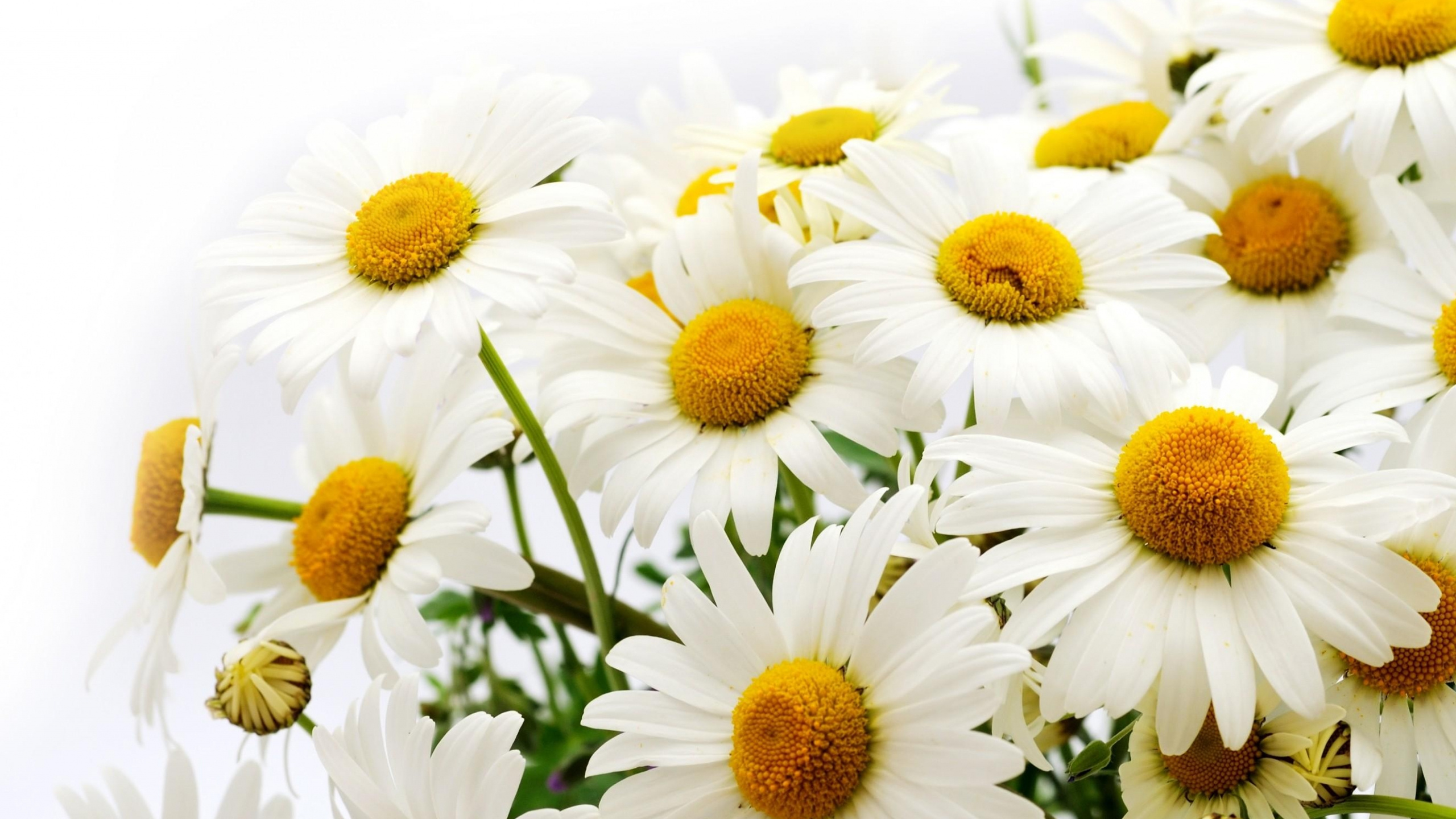 White and Yellow Daisy Flowers. Wallpaper in 2560x1440 Resolution