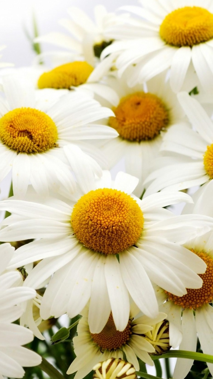 White and Yellow Daisy Flowers. Wallpaper in 720x1280 Resolution