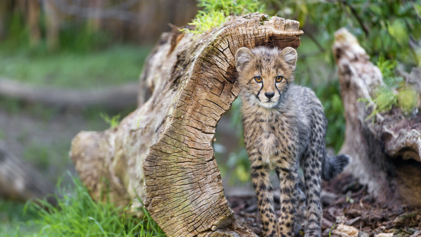 Guépard Marron et Noir Sur Tronc D'arbre Marron. Wallpaper in 1366x768 Resolution