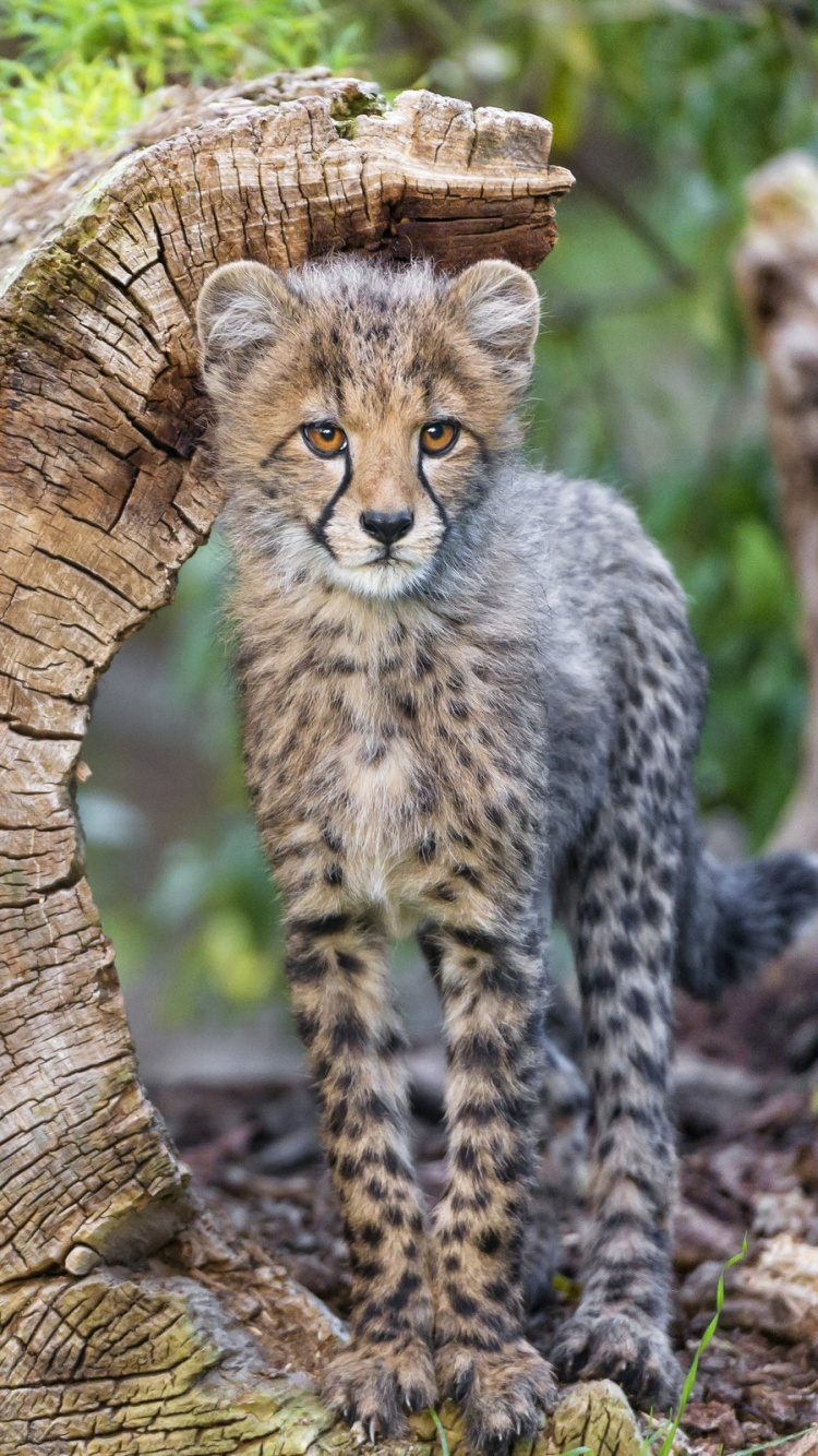 Brown and Black Cheetah on Brown Tree Trunk. Wallpaper in 750x1334 Resolution