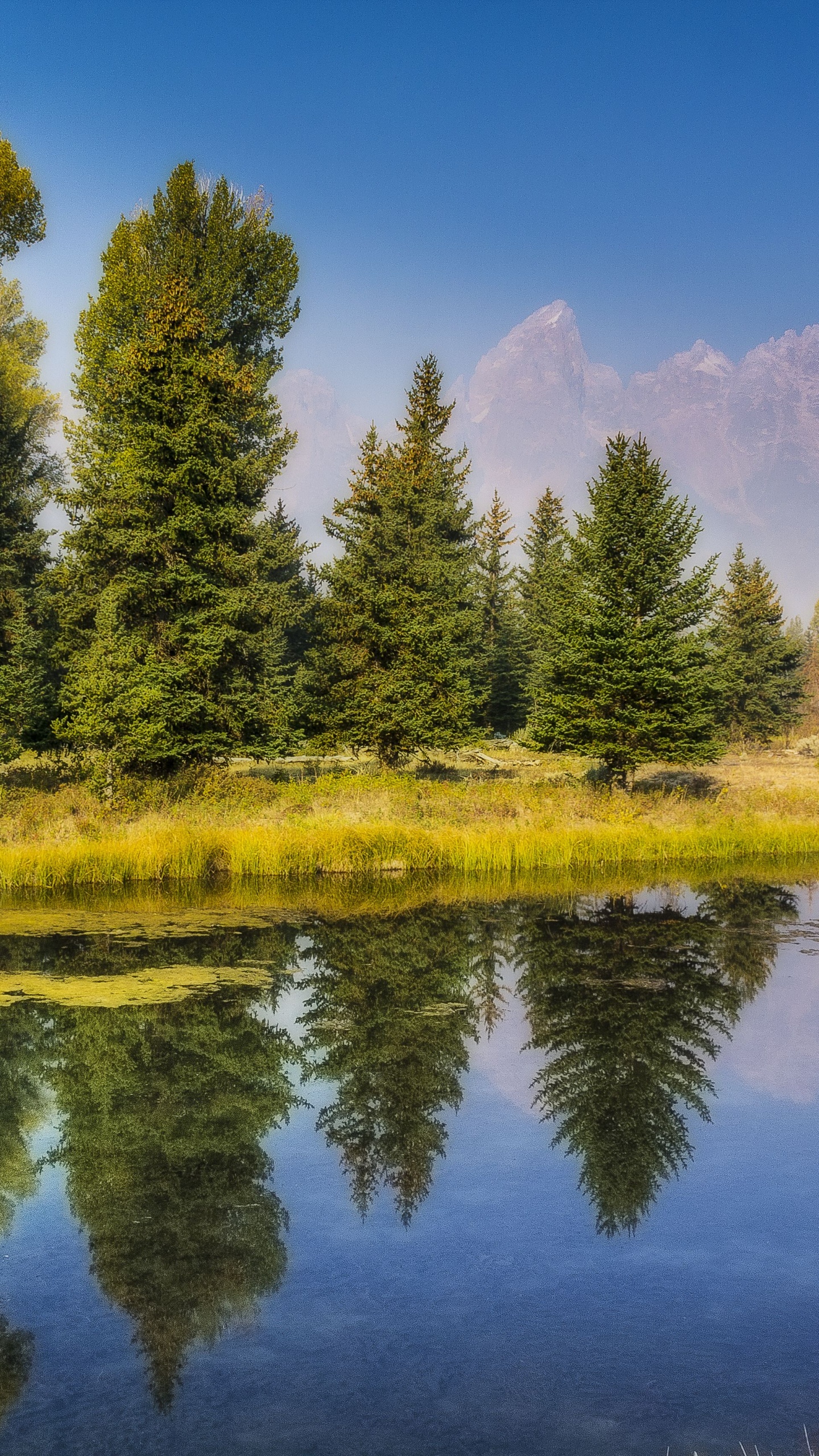 Green Trees Beside Lake Under Blue Sky During Daytime. Wallpaper in 1440x2560 Resolution