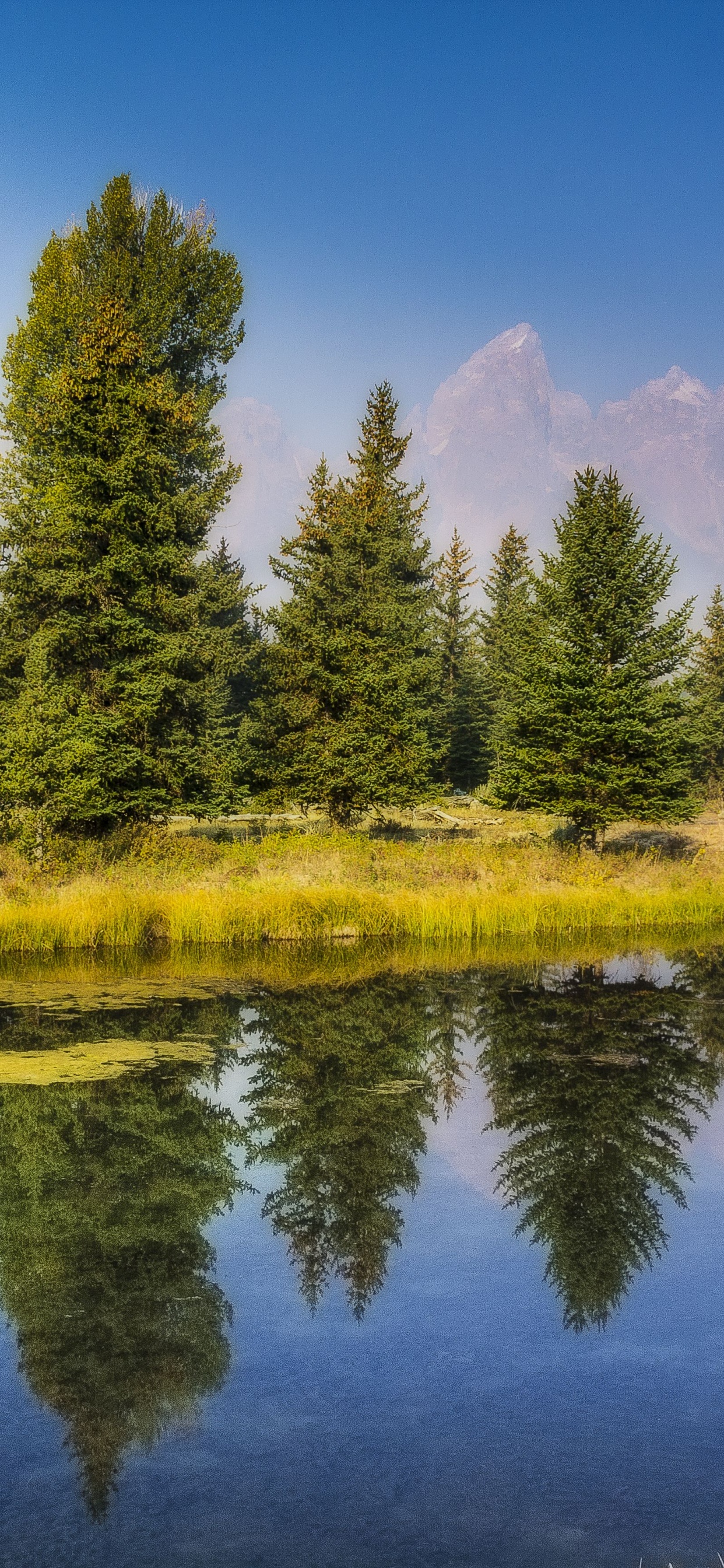 Árboles Verdes Junto al Lago Bajo un Cielo Azul Durante el Día. Wallpaper in 1242x2688 Resolution