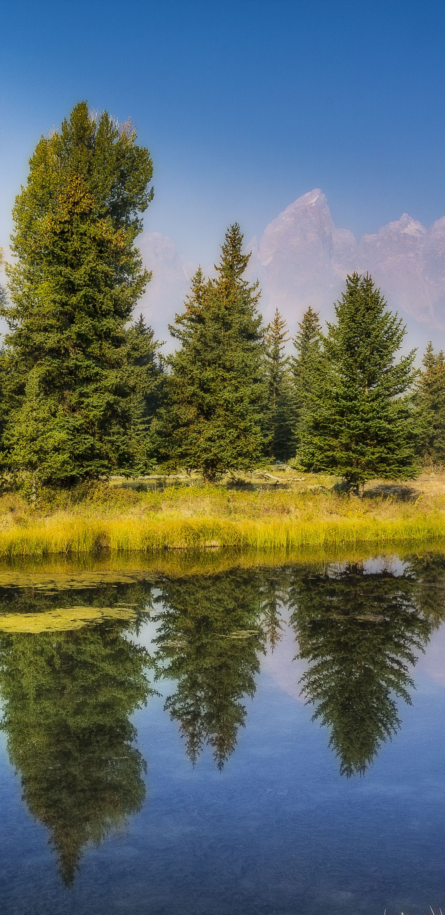 Árboles Verdes Junto al Lago Bajo un Cielo Azul Durante el Día. Wallpaper in 1440x2960 Resolution