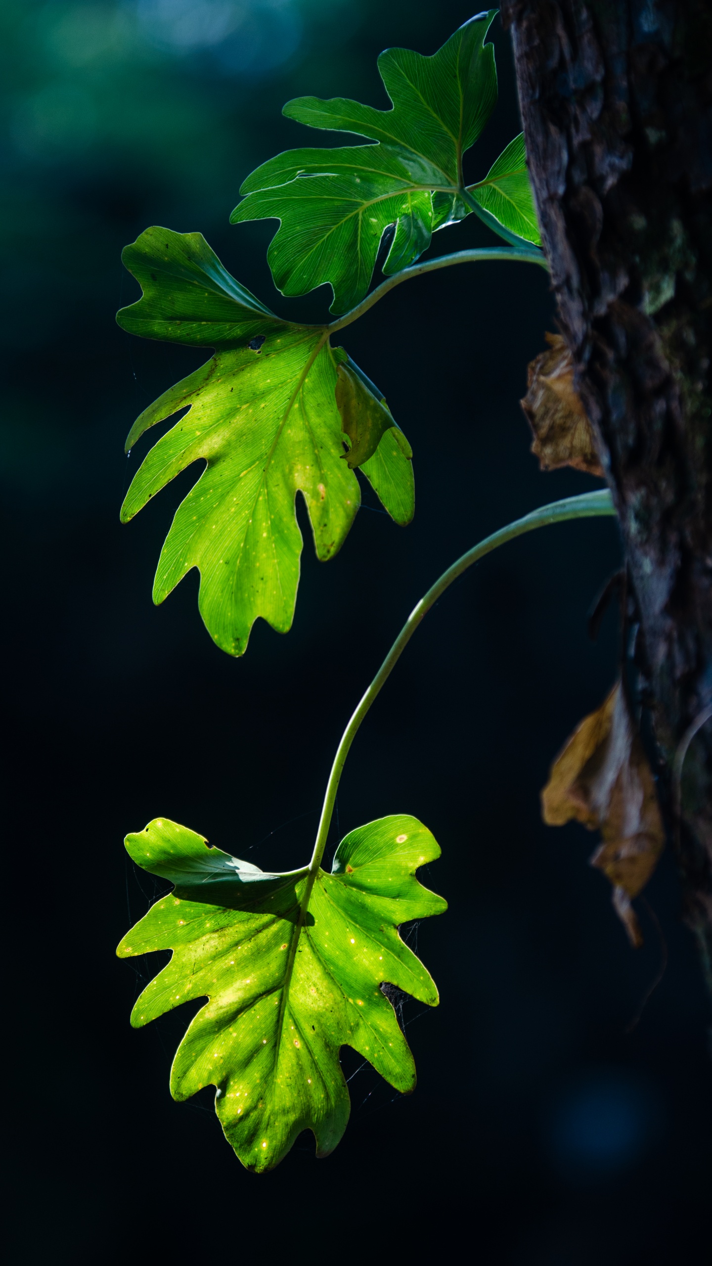 Blatt, Branch, Pflanzen-Stammzellen, Baum, Gr. Wallpaper in 1440x2560 Resolution