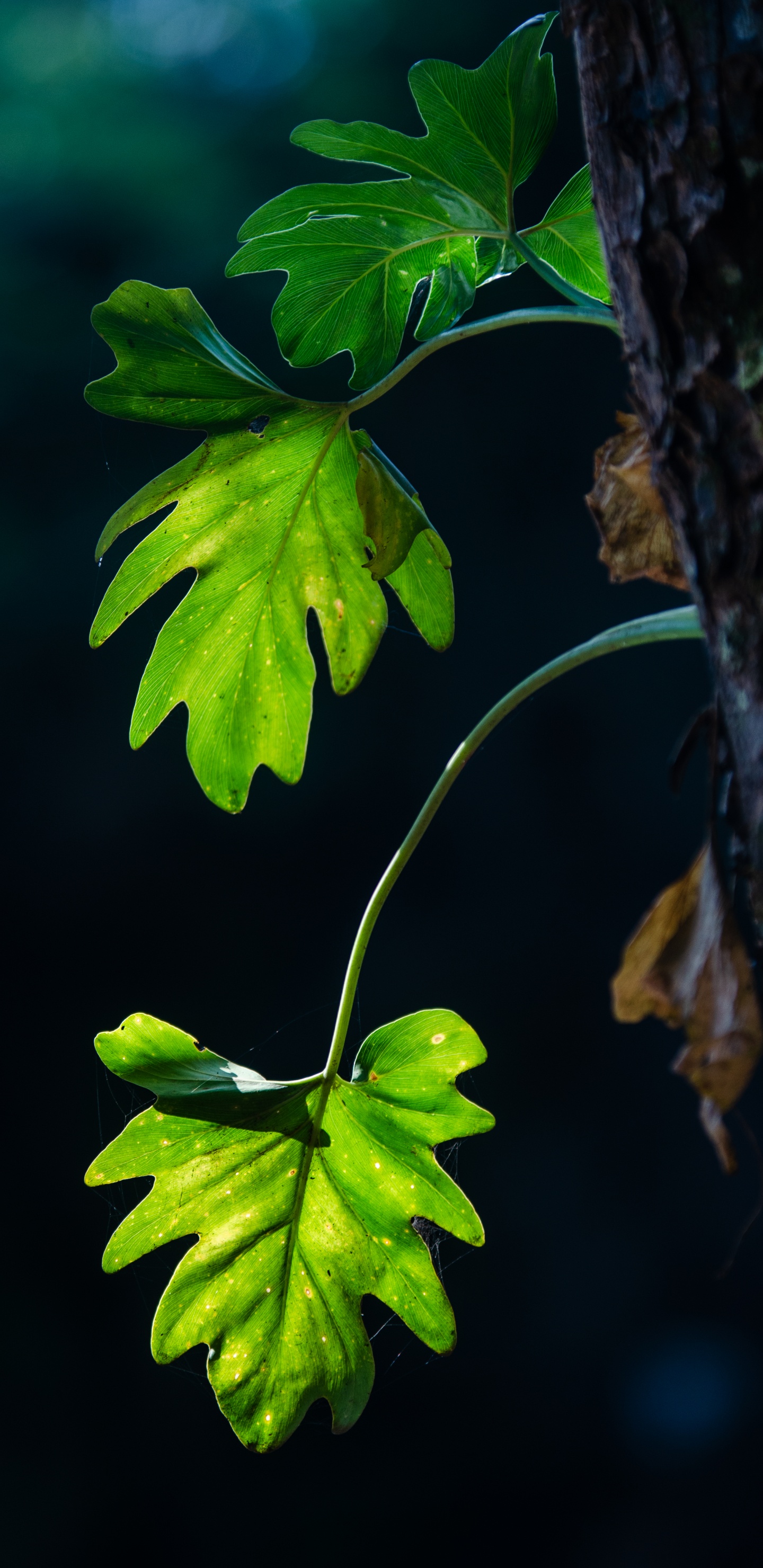 Leaf, Branch, Plant Stem, Tree, Green. Wallpaper in 1440x2960 Resolution
