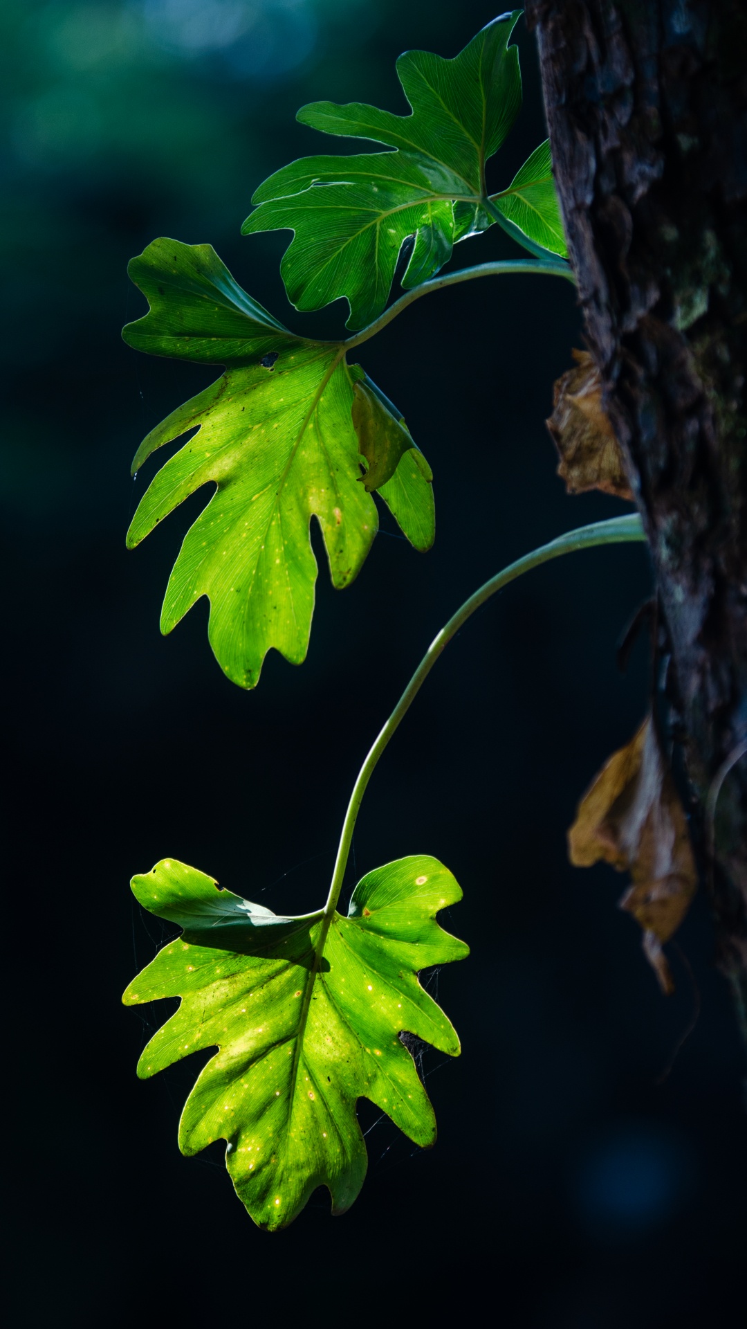 Feuille, Tige de la Plante, Green, la Floraison de la Plante, Usine. Wallpaper in 1080x1920 Resolution
