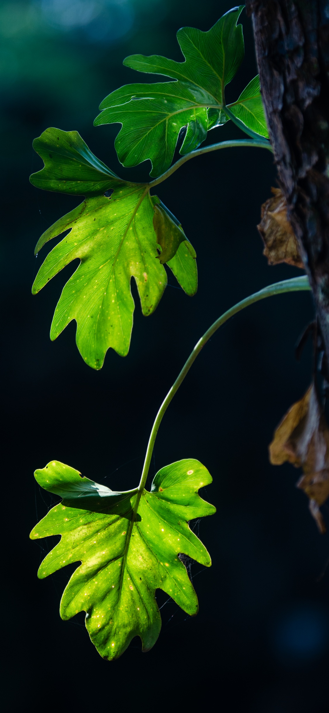 Feuille, Tige de la Plante, Green, la Floraison de la Plante, Usine. Wallpaper in 1125x2436 Resolution