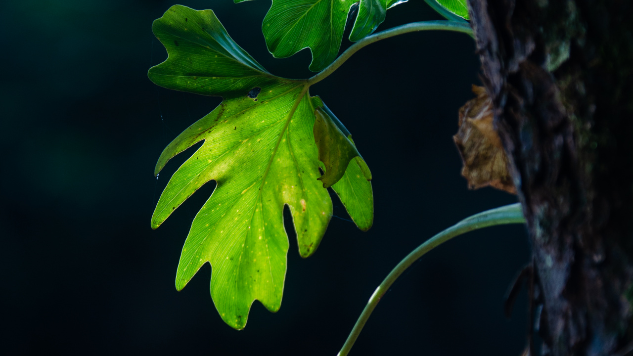 Feuille, Tige de la Plante, Green, la Floraison de la Plante, Usine. Wallpaper in 1280x720 Resolution