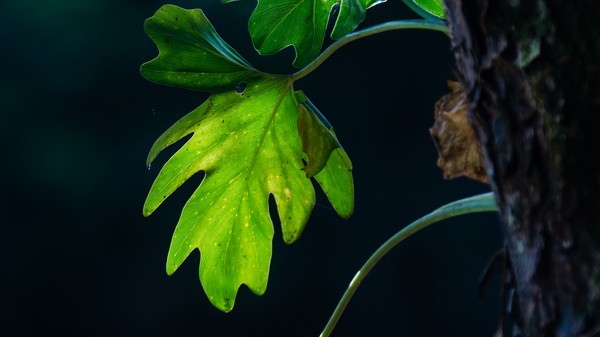 Feuille, Tige de la Plante, Green, la Floraison de la Plante, Usine. Wallpaper in 1920x1080 Resolution