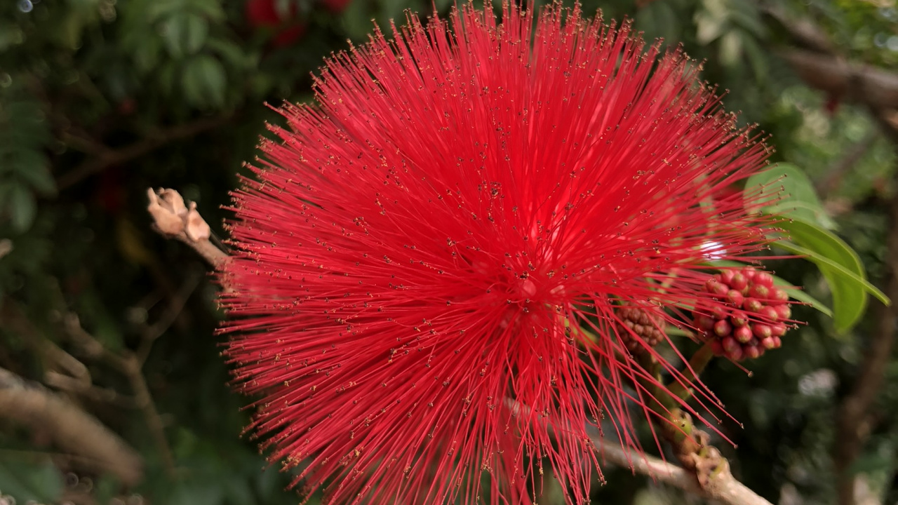 Flora, Malaiischer Apfel, Vegetation, Woody Pflanze, Botanik. Wallpaper in 1280x720 Resolution