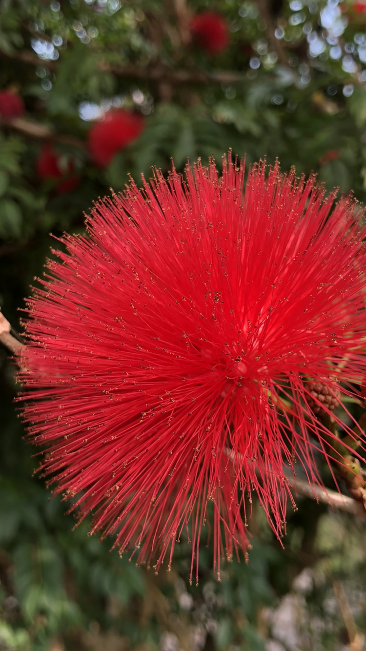 Flora, Malay Apple, Vegetation, Red, Flower. Wallpaper in 750x1334 Resolution