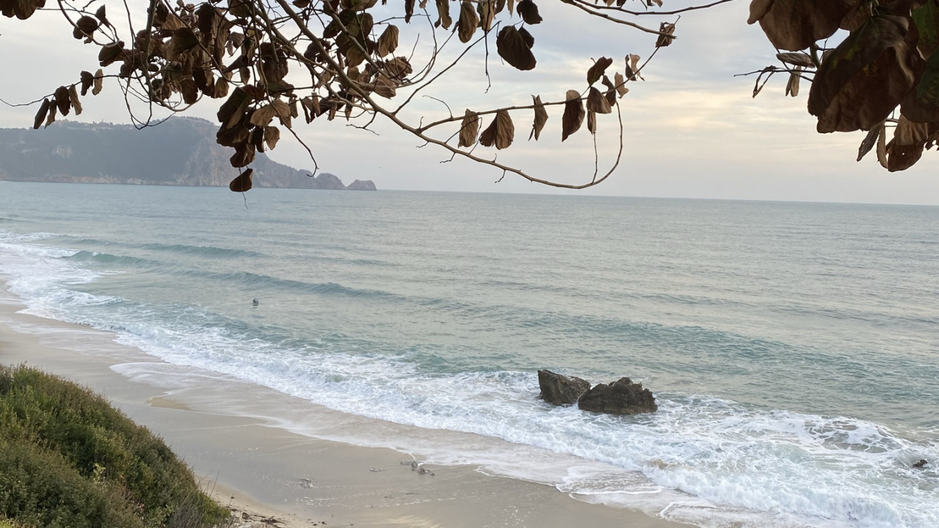 Coast, Water, Plant, Nature, Branch. Wallpaper in 1366x768 Resolution