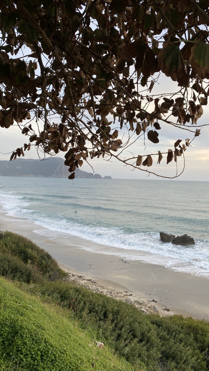 Coast, Water, Plant, Nature, Branch. Wallpaper in 720x1280 Resolution