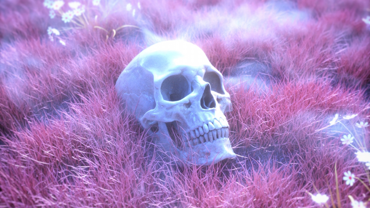 White and Brown Skull on Green Grass. Wallpaper in 1280x720 Resolution