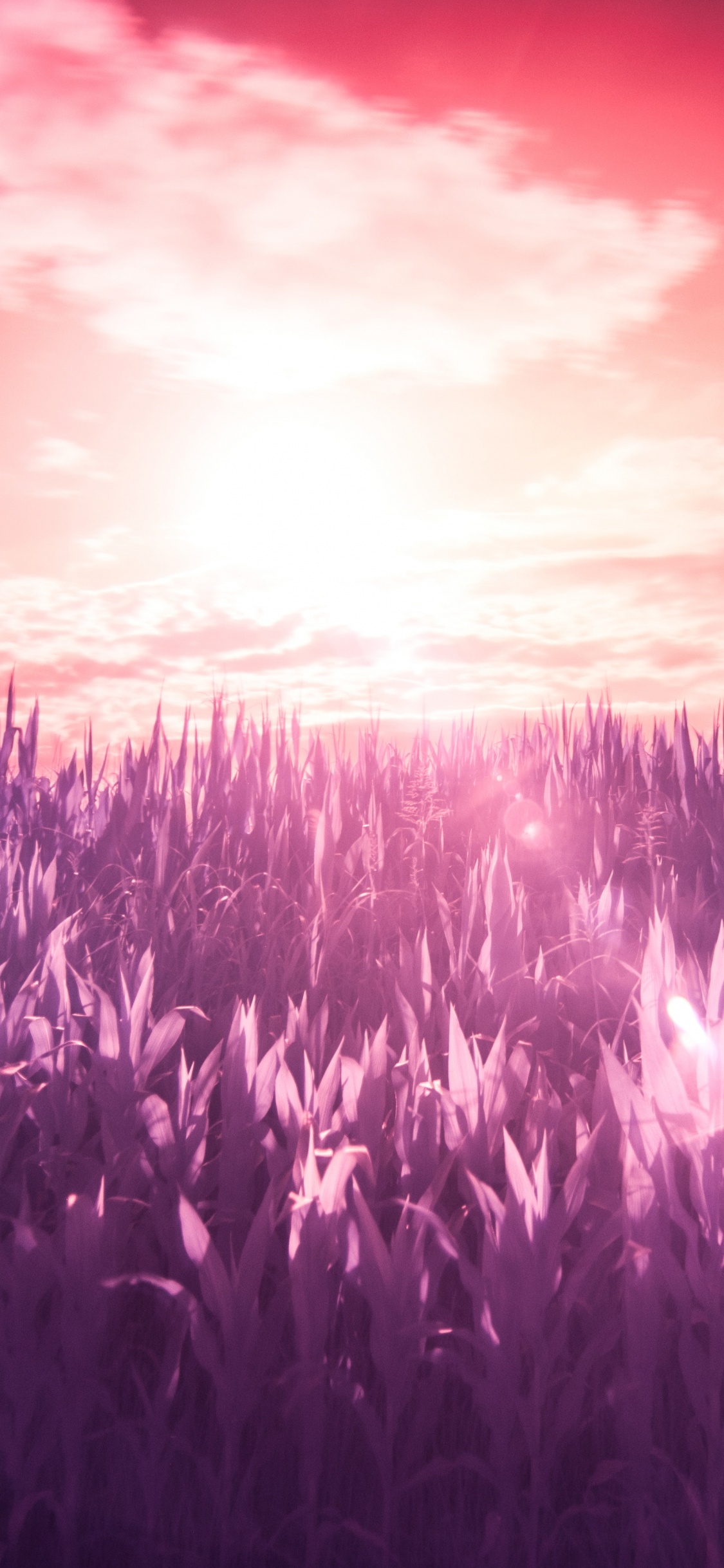 Purple, Violette, Lavande, Lumière, Horizon. Wallpaper in 1125x2436 Resolution