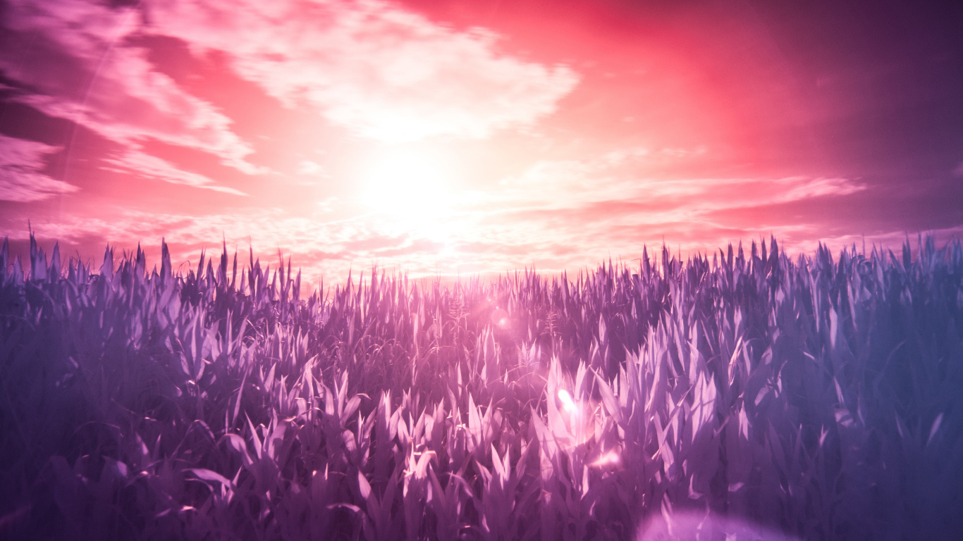 Purple, Violette, Lavande, Lumière, Horizon. Wallpaper in 1366x768 Resolution