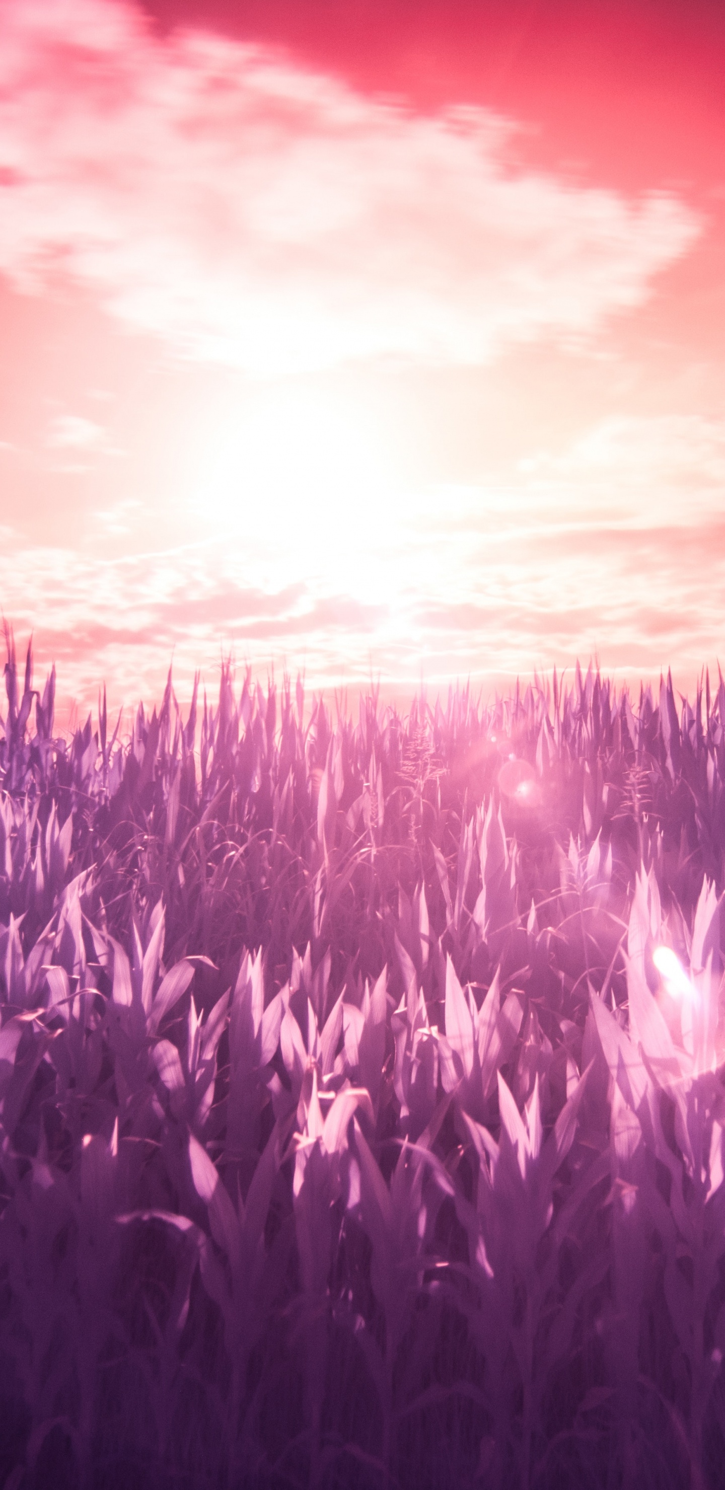 Purple, Violette, Lavande, Lumière, Horizon. Wallpaper in 1440x2960 Resolution