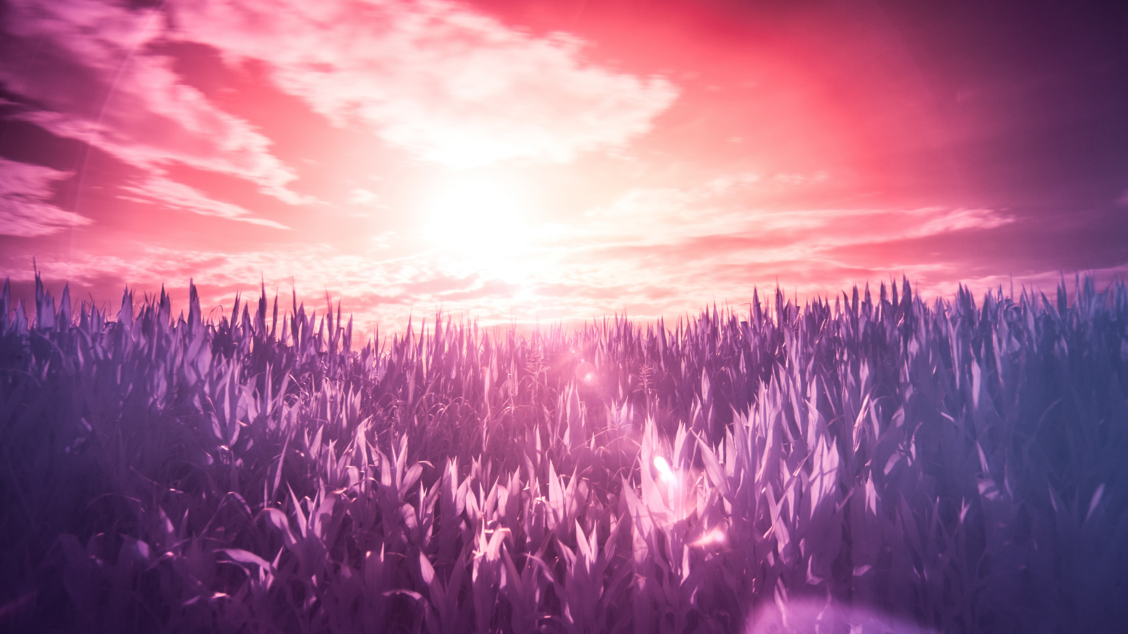 Purple, Violette, Lavande, Lumière, Horizon. Wallpaper in 3840x2160 Resolution