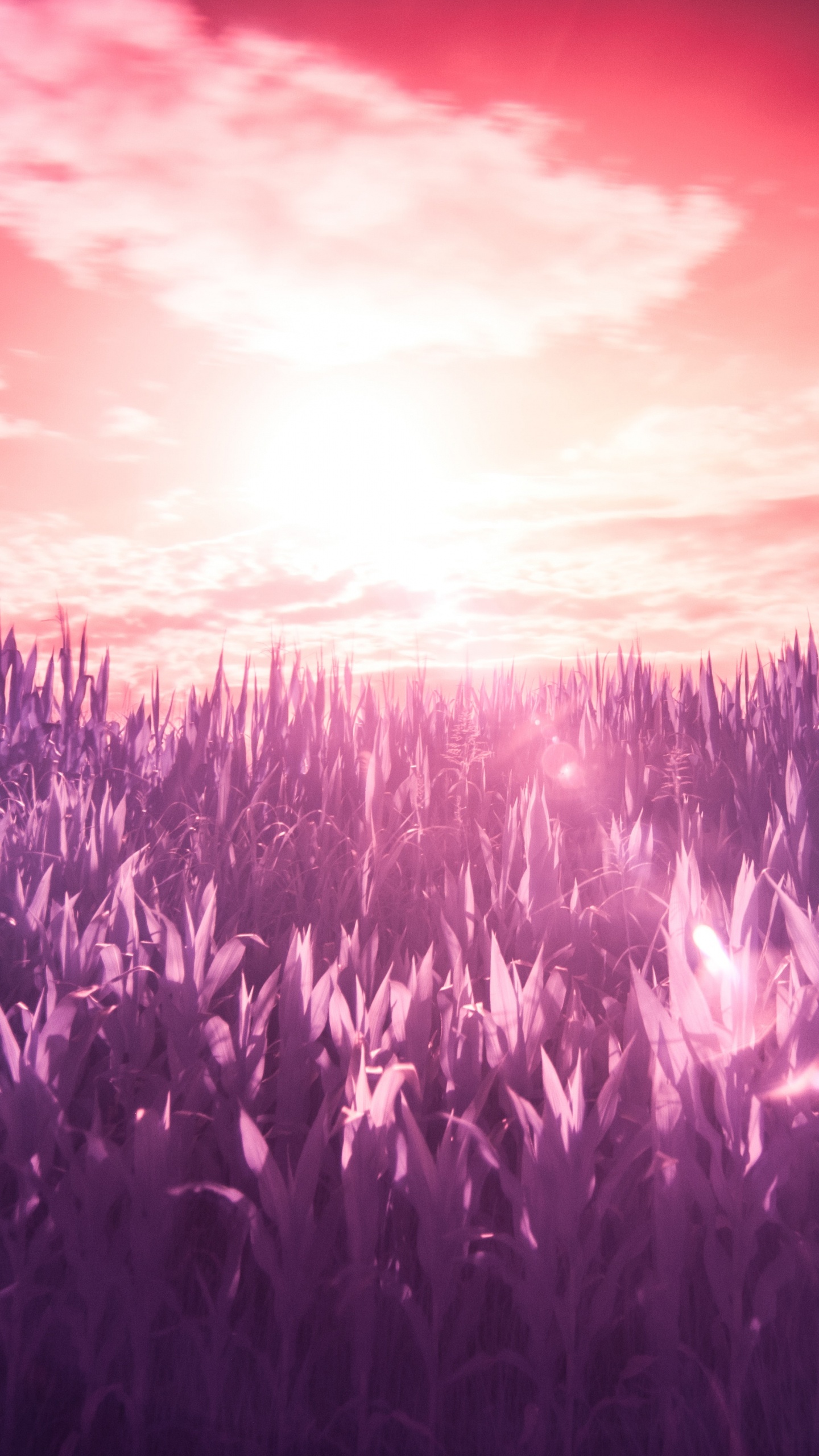 Morado, Violeta, Lavanda, Luz, Paisaje Natural. Wallpaper in 1440x2560 Resolution