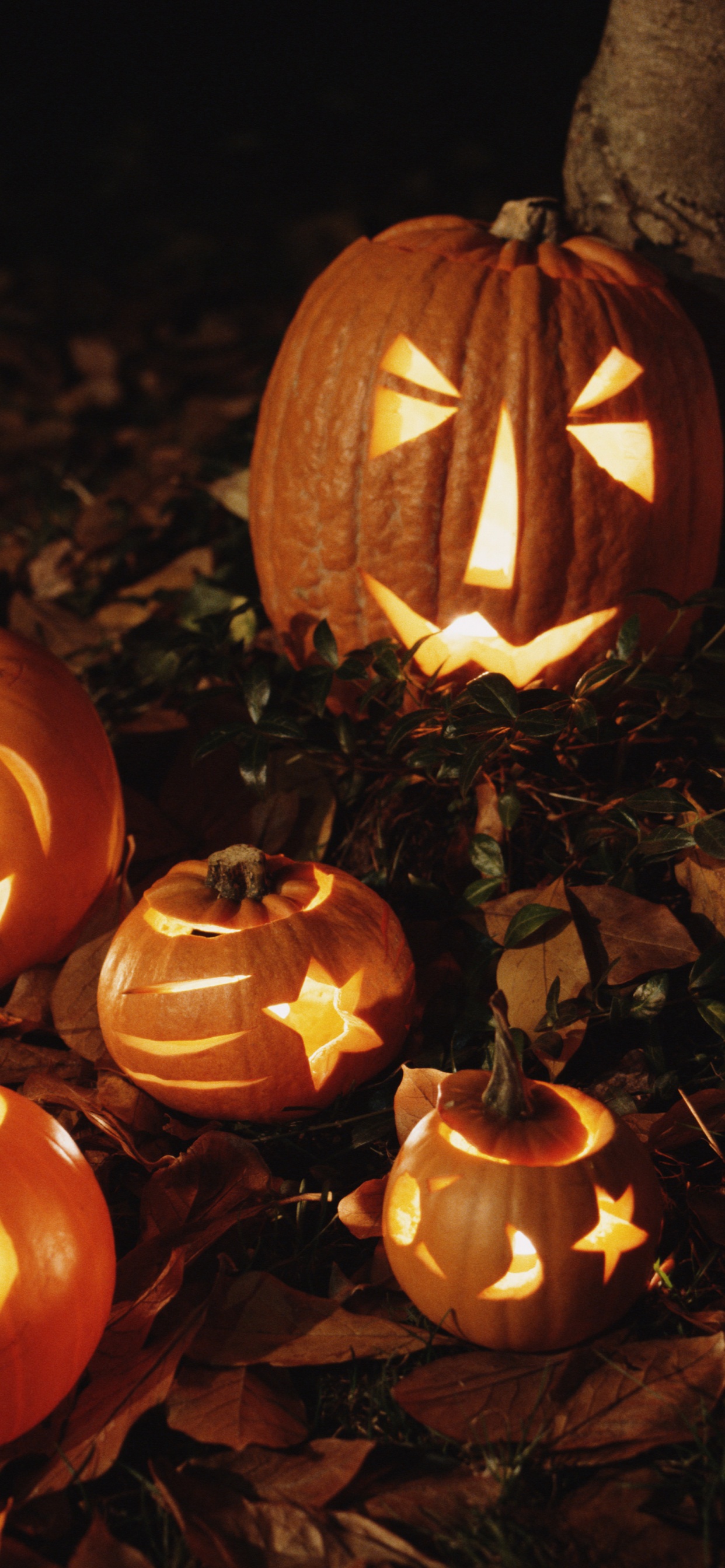 Cucurbita, Jack o Lantern, Laterne, Gemüseschnitzen, Halloween. Wallpaper in 1242x2688 Resolution