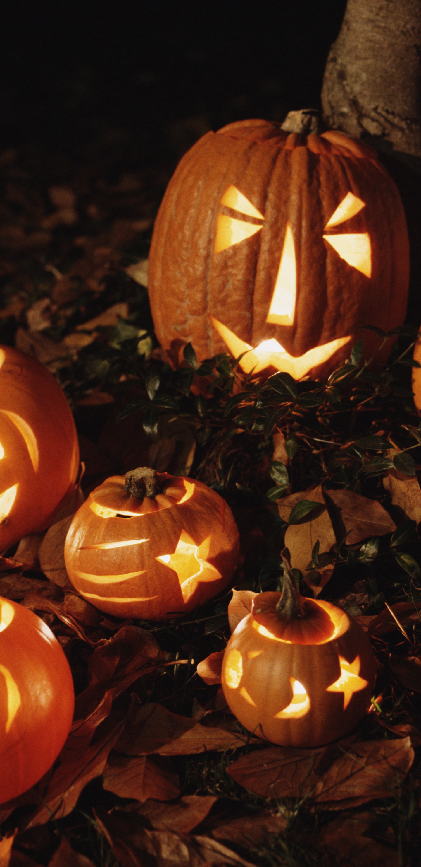 Cucurbita, Jack o Lantern, Laterne, Gemüseschnitzen, Halloween. Wallpaper in 1440x2960 Resolution