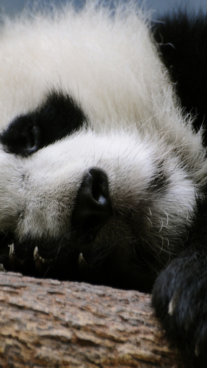 Panda en la Rama de un Árbol Marrón. Wallpaper in 720x1280 Resolution