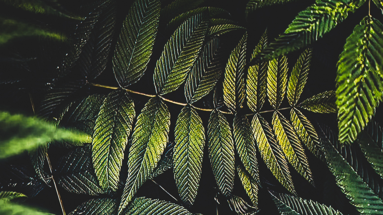 Blatt, Palme, Terrestrische Pflanzen, Zweig, Feder. Wallpaper in 1280x720 Resolution