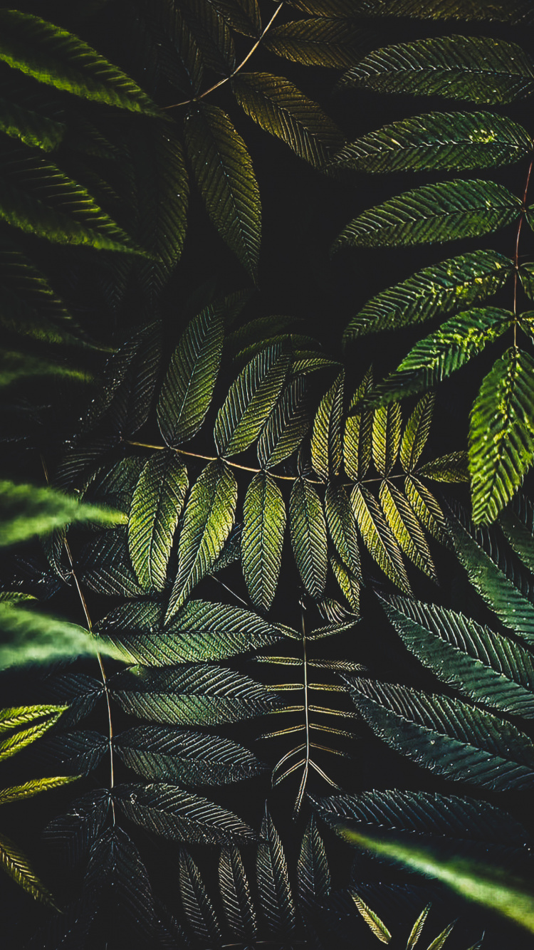 Blatt, Palme, Terrestrische Pflanzen, Zweig, Feder. Wallpaper in 750x1334 Resolution