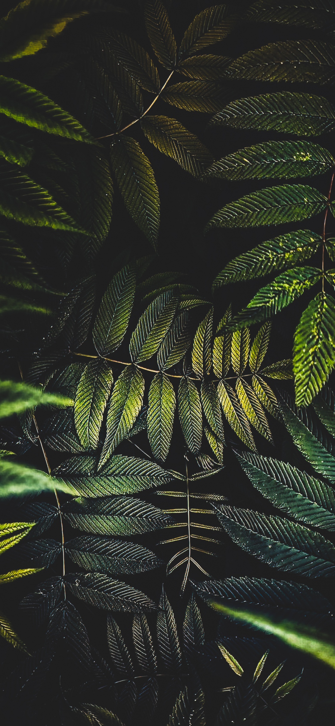 Feuille, Palmier, Plante Terrestre, Rameau, Plume. Wallpaper in 1125x2436 Resolution