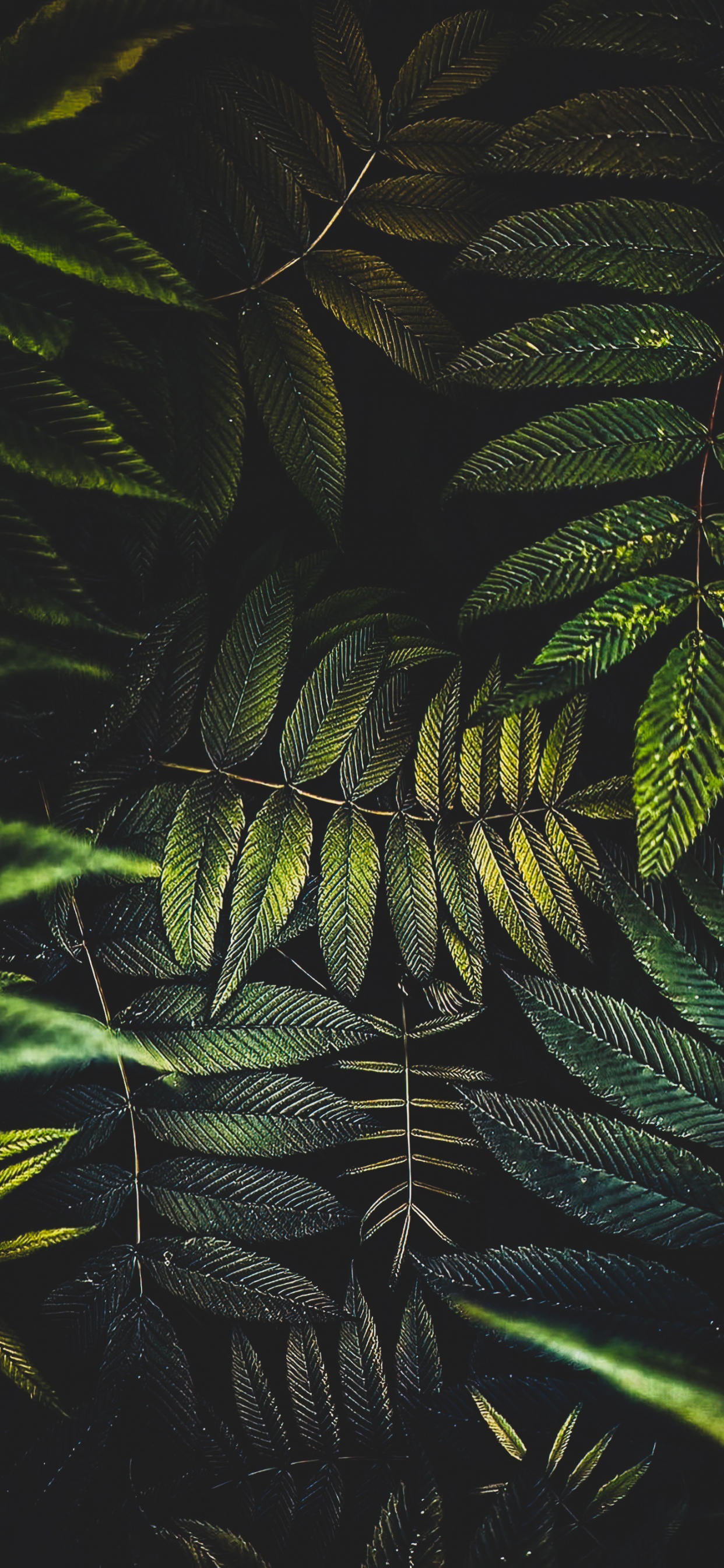 棕榈树, 陆地上的植物, 树枝, 羽毛, Evergreen 壁纸 1242x2688 允许