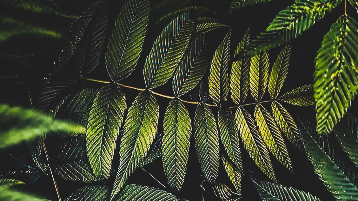 棕榈树, 陆地上的植物, 树枝, 羽毛, Evergreen 壁纸 1366x768 允许