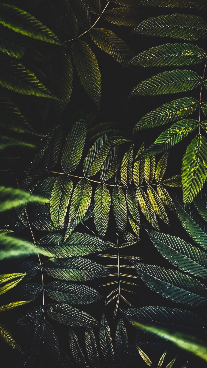 棕榈树, 陆地上的植物, 树枝, 羽毛, Evergreen 壁纸 720x1280 允许