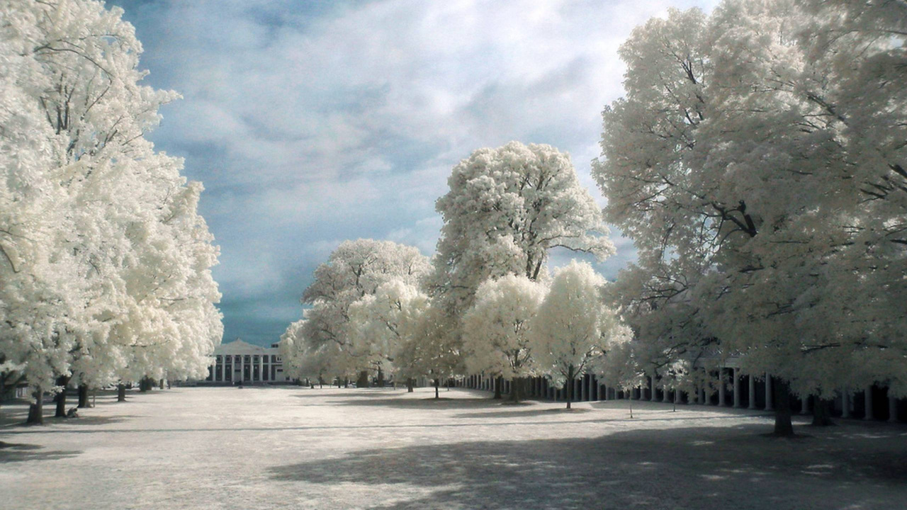 Weiße Bäume Auf Schneebedecktem Boden Unter Weißem Bewölktem Himmel Tagsüber. Wallpaper in 1280x720 Resolution