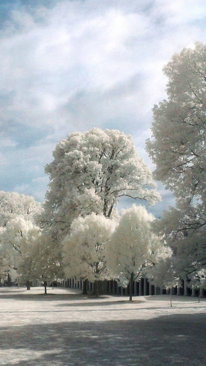 Árboles Blancos Sobre Suelo Cubierto de Nieve Bajo el Cielo Nublado Blanco Durante el Día. Wallpaper in 720x1280 Resolution