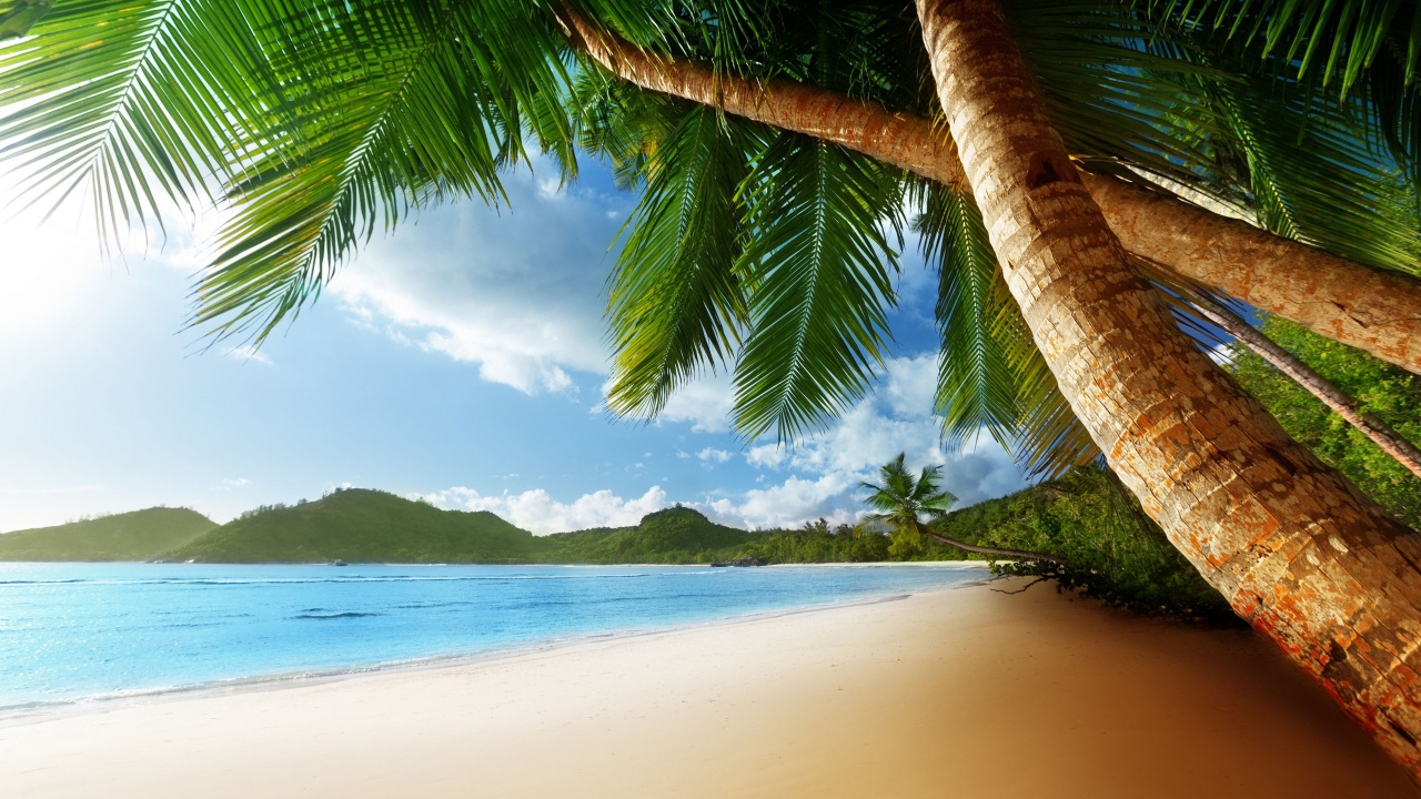 Cocotier Sur la Plage Pendant la Journée. Wallpaper in 1280x720 Resolution