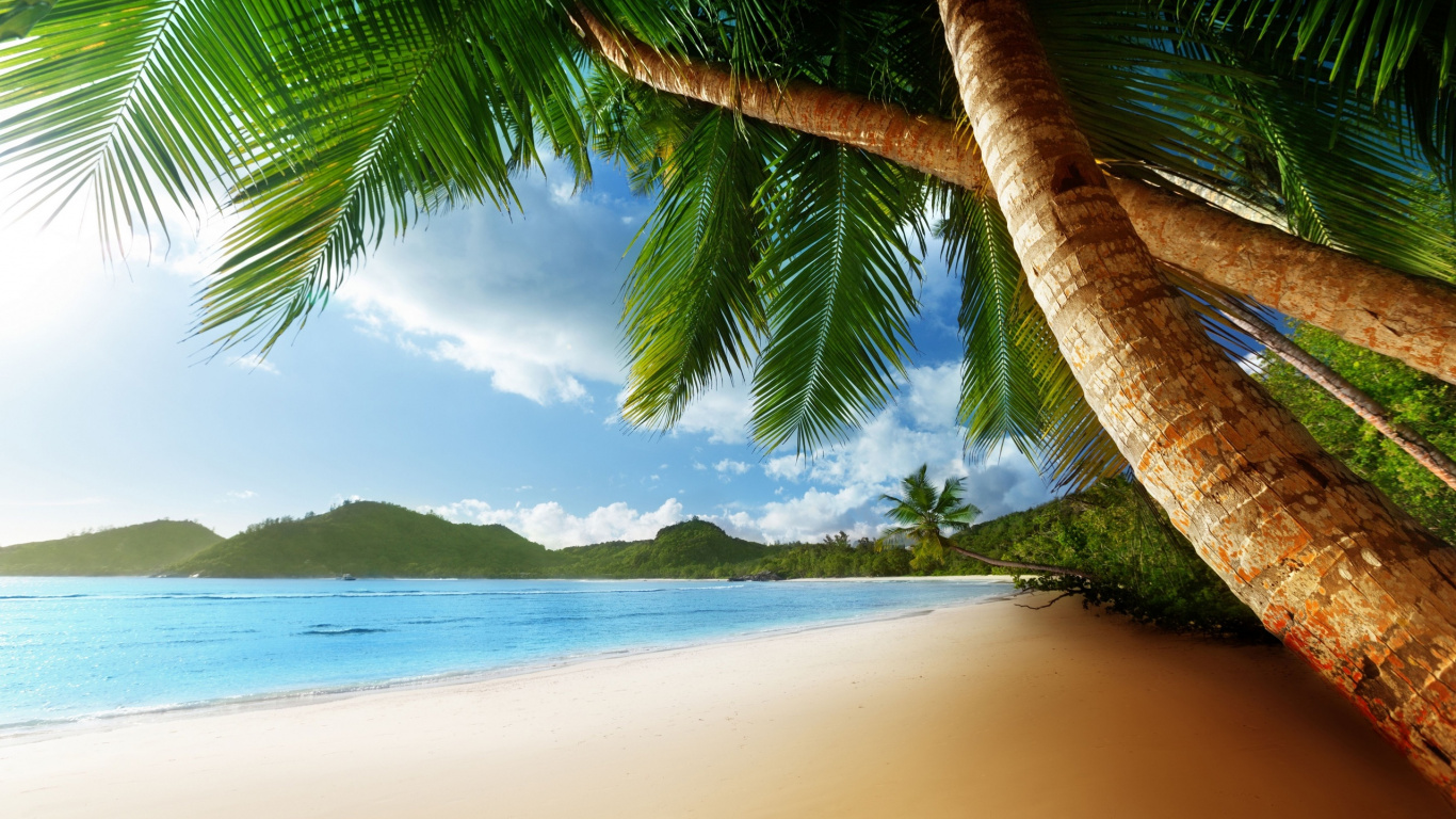 Cocotier Sur la Plage Pendant la Journée. Wallpaper in 1366x768 Resolution