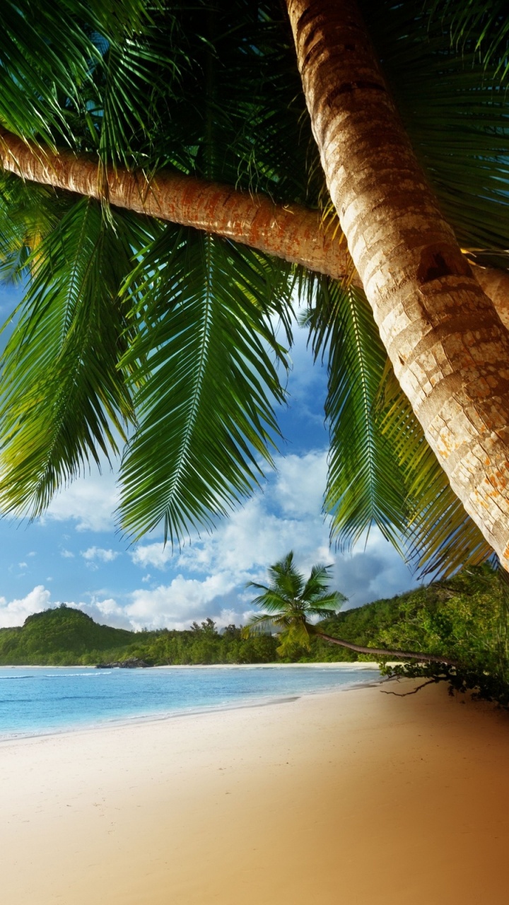 Coconut Tree on Beach Shore During Daytime. Wallpaper in 720x1280 Resolution