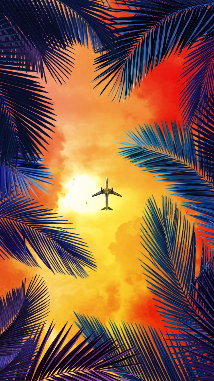 Orange, Palme, Flug, Flugreise, Tropics. Wallpaper in 750x1334 Resolution