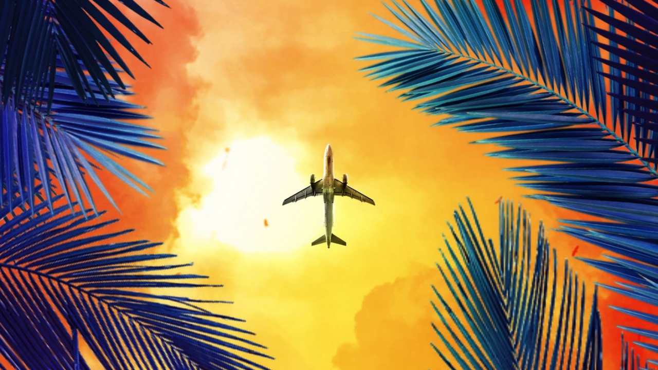 Orange, Palmier, Vol, Aviation, Air Voyage. Wallpaper in 1280x720 Resolution