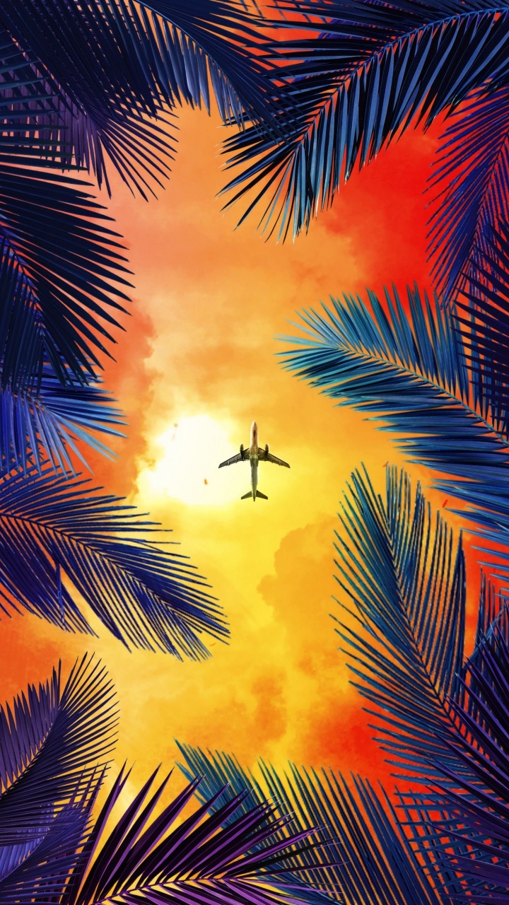 Orange, Palmier, Vol, Aviation, Air Voyage. Wallpaper in 720x1280 Resolution