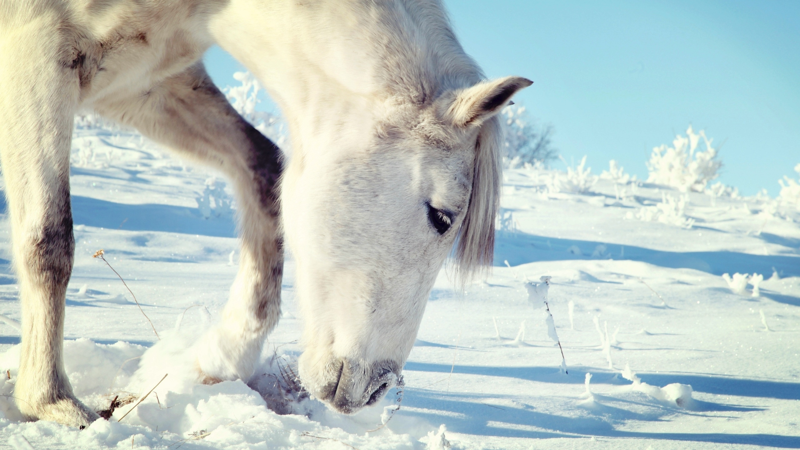 Weißes Pferd Auf Schneebedecktem Boden Tagsüber. Wallpaper in 2560x1440 Resolution