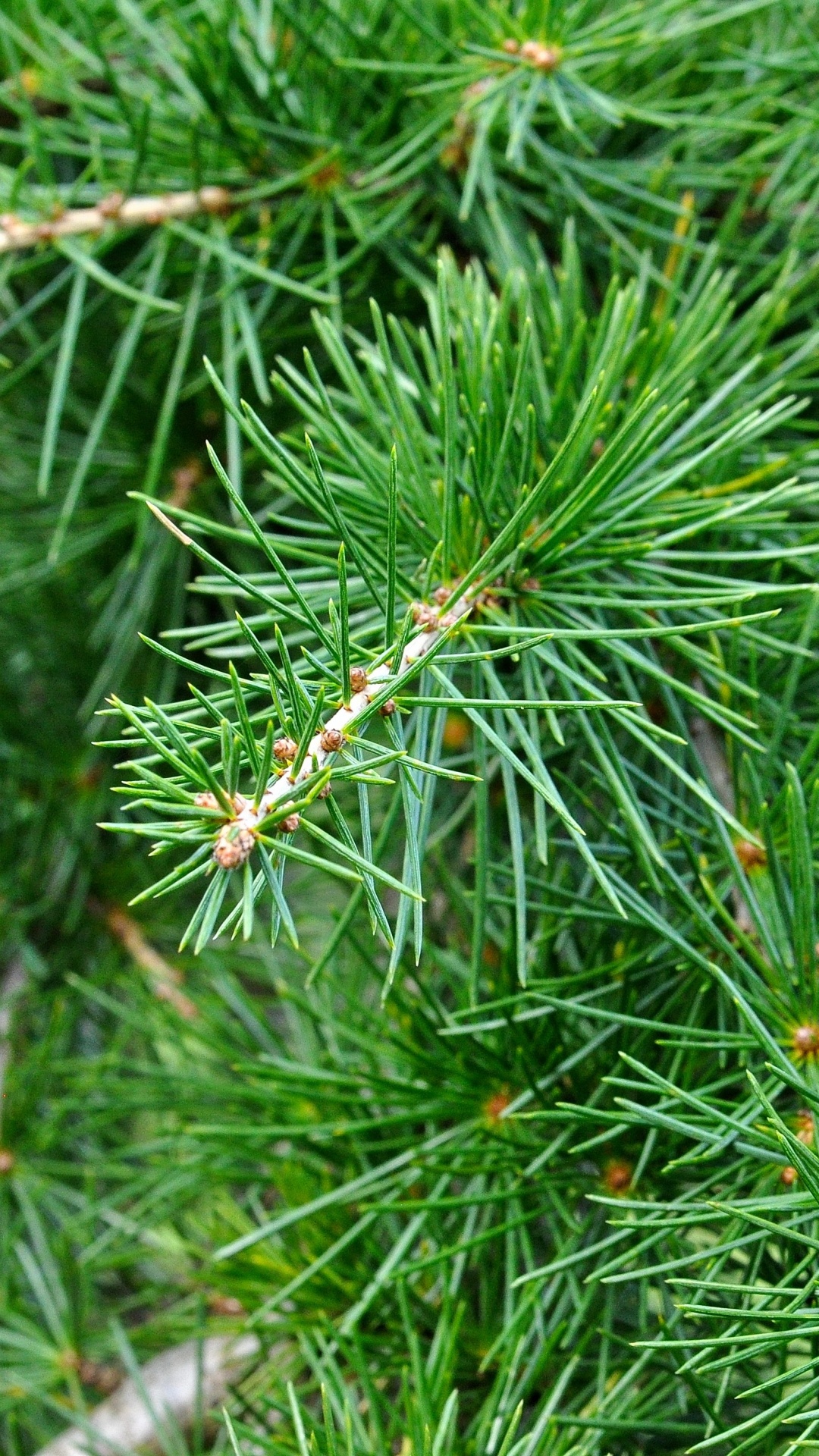 Green Pine Tree in Close up Photography. Wallpaper in 1080x1920 Resolution